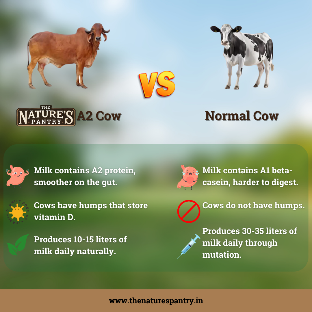 A2 Desi Gir Cow Ghee